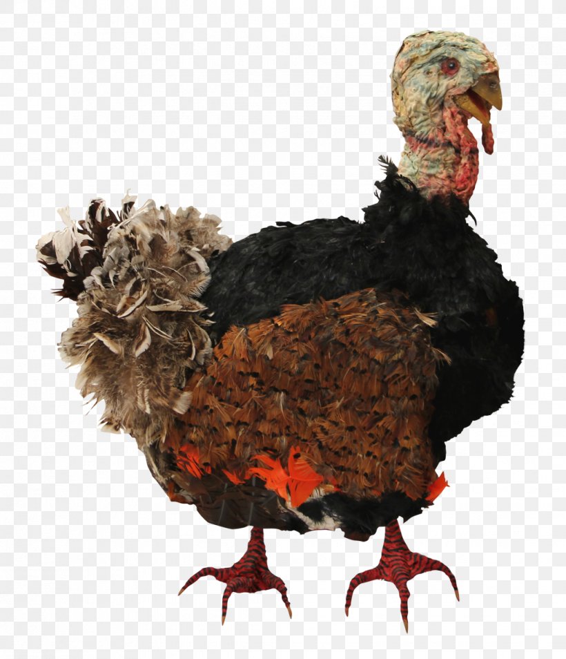 Turkey Meat Clip Art, PNG, 1031x1200px, Turkey, Animation, Beak, Bird, Chicken Download Free