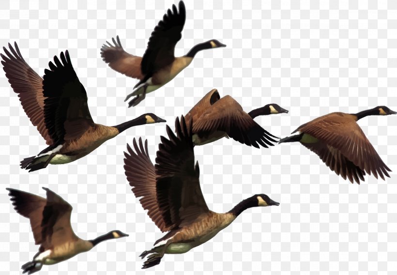 Canada Goose Canada Goose Bird Clip Art, PNG, 2319x1607px, Goose, Animal Migration, Beak, Bird, Bird Migration Download Free