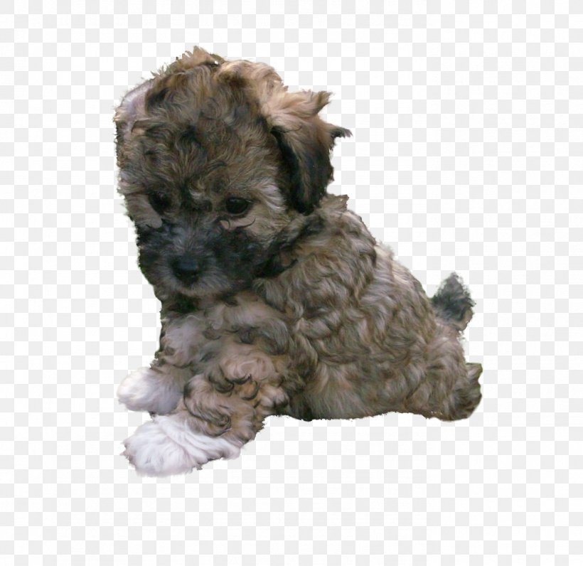 Glen Schnoodle Cairn Terrier Bolonka Havanese Dog, PNG, 1387x1347px, Glen, Bolonka, Breed, Cairn Terrier, Carnivoran Download Free