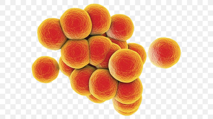 MRSA Super Bug Staphylococcal Infection Bacteria Food Poisoning Group A Streptococcus, PNG, 600x457px, Mrsa Super Bug, Antimicrobial Resistance, Bacteria, Food Poisoning, Fruit Download Free