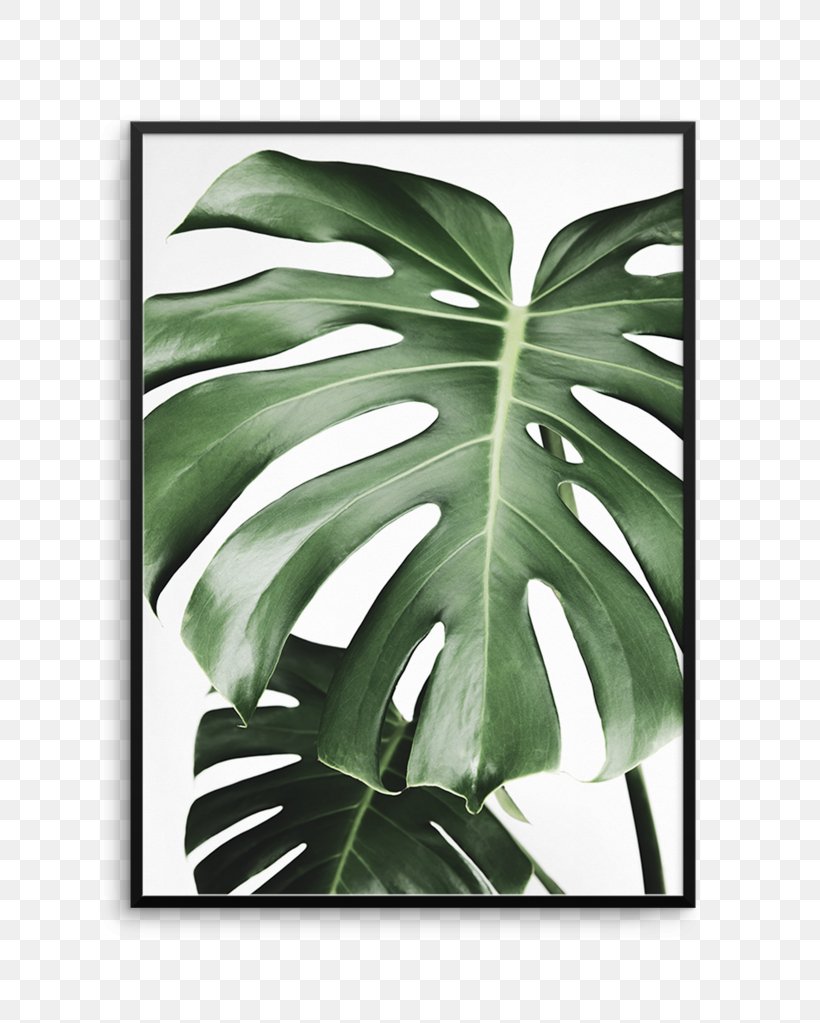 Swiss Cheese Plant Leaf Tree Poster Printing, PNG, 812x1023px, Swiss Cheese Plant, Addition, Green, Ifwe, Leaf Download Free