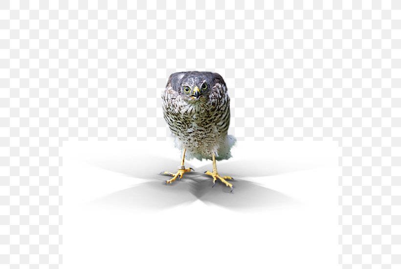 Owl Beak, PNG, 564x550px, Owl, Beak, Bird, Bird Of Prey Download Free