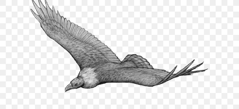 Bird Argentavis Magnificens Theropods Pelagornis Sandersi Teratornis, PNG, 612x375px, Bird, Accipitriformes, Animal, Argentavis Magnificens, Bald Eagle Download Free