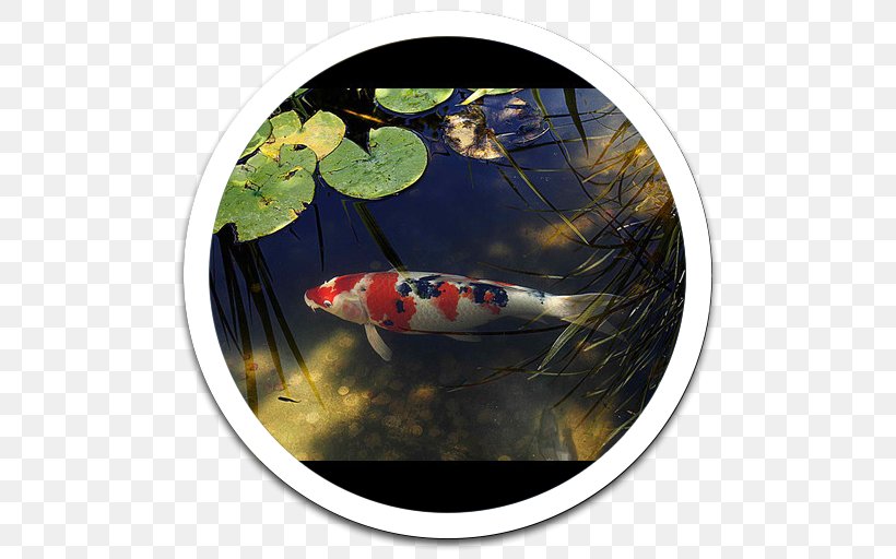 Koi, PNG, 512x512px, Koi Download Free