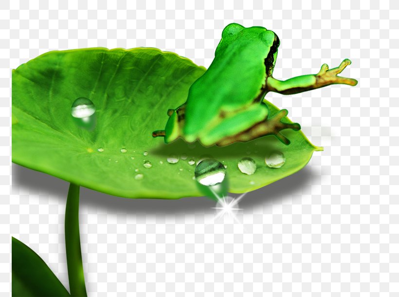 Leaf, PNG, 771x610px, Leaf, Amphibian, Fauna, Frog, Green Download Free