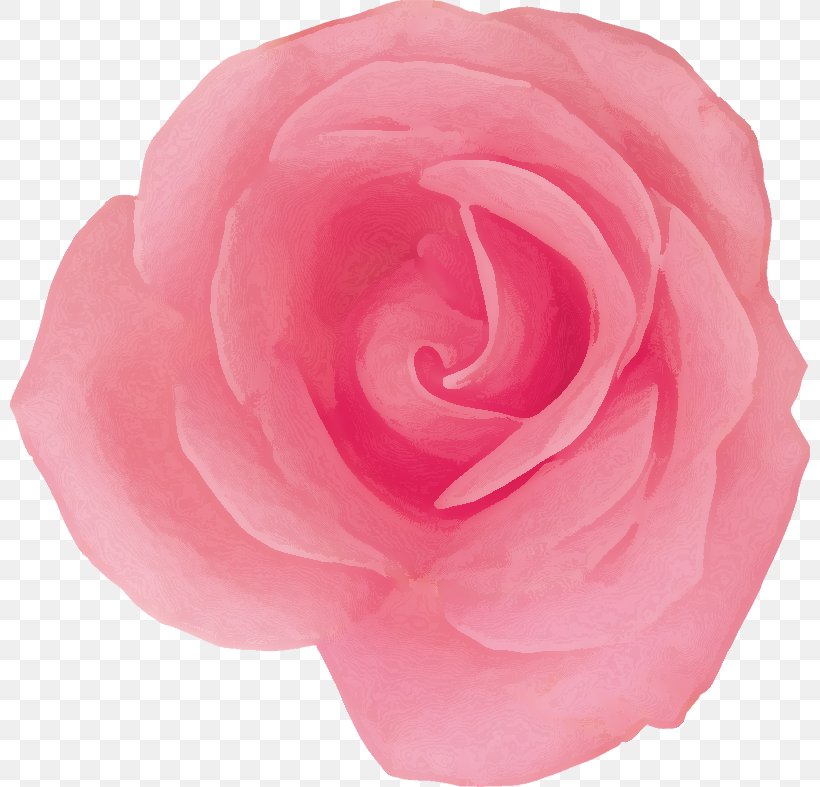 Pink Flower Cartoon, PNG, 800x787px, Garden Roses, Blue Rose, Cabbage Rose, Camellia, Cut Flowers Download Free