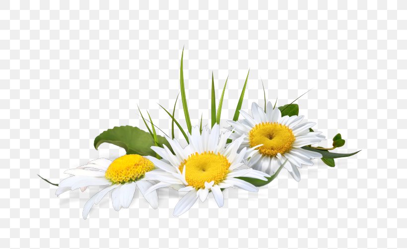 Chamomile Psd Adobe Photoshop File Format, PNG, 800x502px, Chamomile, Chamaemelum Nobile, Cut Flowers, Daisy, Daisy Family Download Free