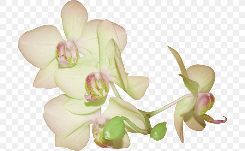 Cut Flowers Easter Clip Art, PNG, 700x507px, Flower, Blog, Bud, Cut Flowers, Dendrobium Download Free
