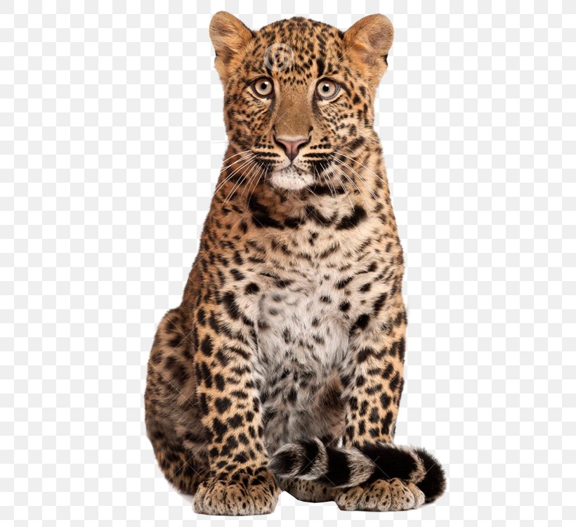 Leopard Stock Photography Shutterstock, PNG, 750x750px, Leopard, Big Cats, Carnivoran, Carnivore, Cat Like Mammal Download Free