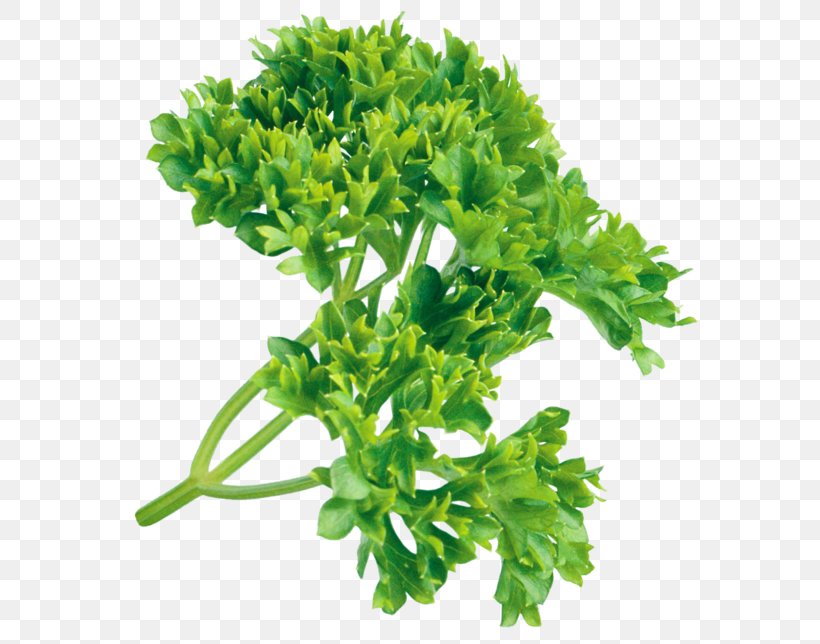 Parsley Herb Clip Art Condiment, PNG, 699x644px, Parsley, Apiales, Condiment, Cooking, Flavor Download Free