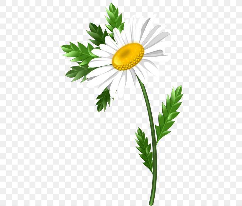 Common Daisy Oxeye Daisy Marguerite Daisy Chrysanthemum Roman Chamomile, PNG, 430x701px, Common Daisy, Chamaemelum Nobile, Chamomiles, Chrysanthemum, Chrysanths Download Free
