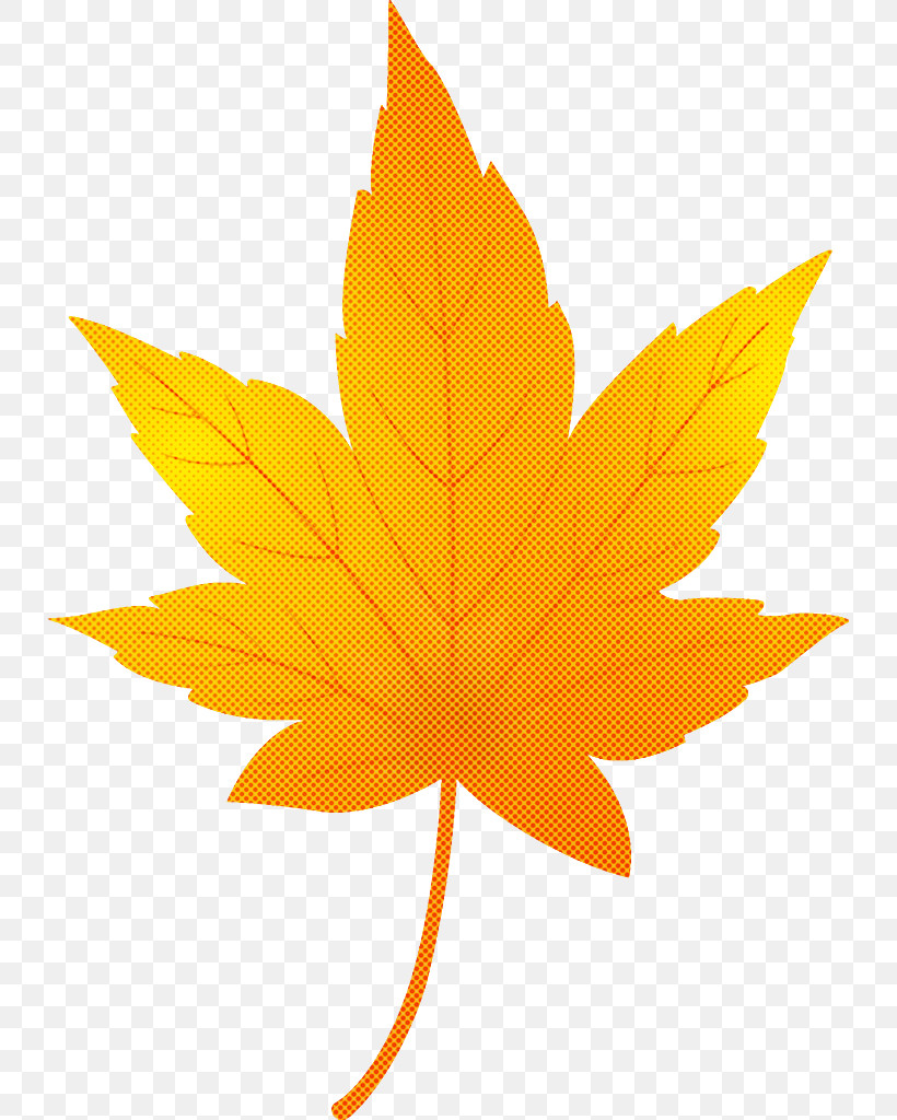 Maple Leaf Autumn Leaf Yellow Leaf, PNG, 736x1024px, Maple Leaf, Autumn Leaf, Black Maple, Deciduous, Flower Download Free