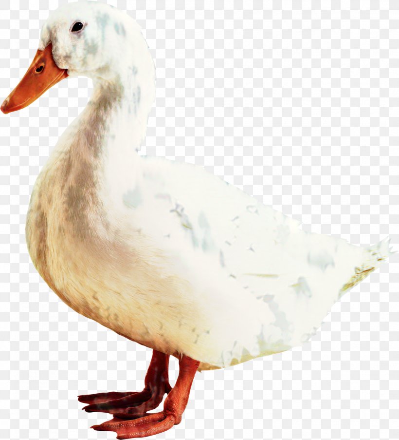American Pekin Donald Duck Swans Goose, PNG, 1778x1959px, American Pekin, American Black Duck, Beak, Bird, Chicken Download Free