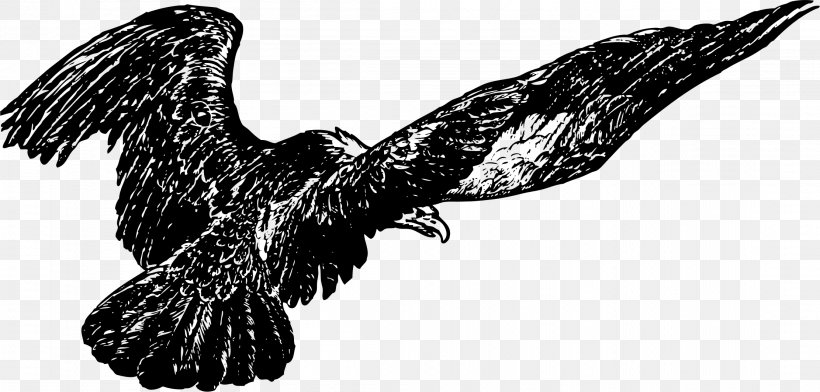 Bald Eagle Windows Metafile Buzzard Hawk, PNG, 2223x1064px, Bald Eagle, Accipitriformes, Beak, Bird, Bird Of Prey Download Free