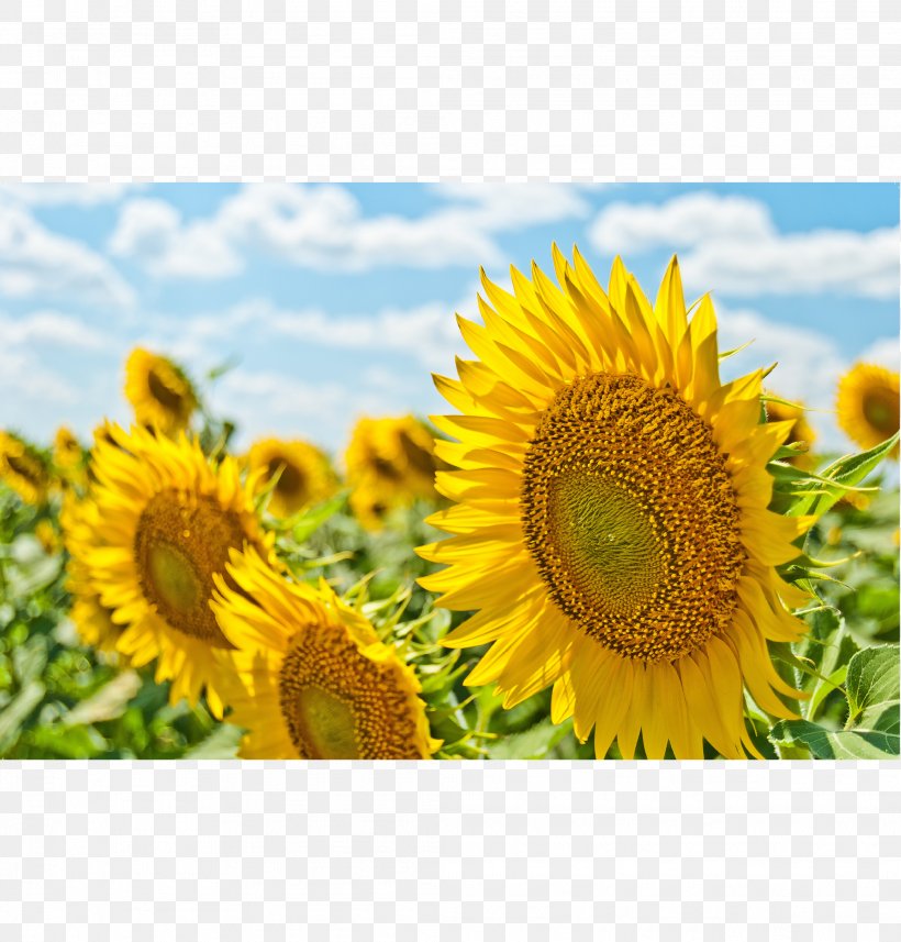 Common Sunflower Sydney Farm English Lavender, PNG, 2083x2179px, Common Sunflower, Cut Flowers, Daisy Family, English Lavender, Farm Download Free