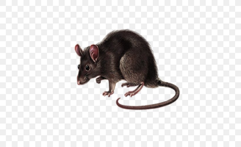 Dormouse Rat Gerbil Computer Mouse, PNG, 500x500px, Mouse, Computer Mouse, Dormouse, Fauna, Gerbil Download Free