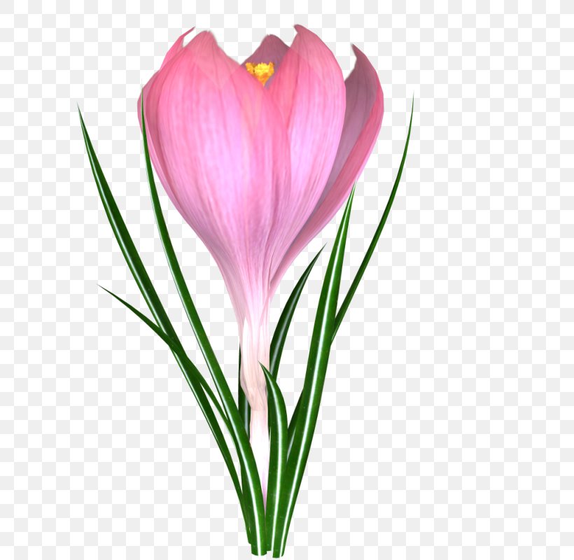 Flower Crocus Blume Snowdrop, PNG, 800x800px, Flower, Blume, Colchicum Autumnale, Color, Common Sunflower Download Free