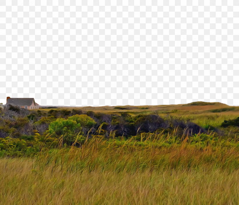 Grasses Steppe Nature Reserve Grassland Land Lot, PNG, 1676x1440px, Grasses, Ecoregion, Grassland, Land Lot, Nature Download Free