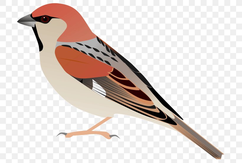 House Sparrow Somali Sparrow Plain-backed Sparrow Bird Weavers, PNG, 705x553px, House Sparrow, Beak, Bird, Emberizidae, Fauna Download Free