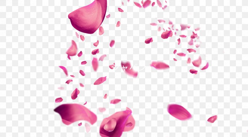 Petal Pink Cherry Blossom, PNG, 900x500px, Petal, Blossom, Cherry, Cherry Blossom, Flower Download Free
