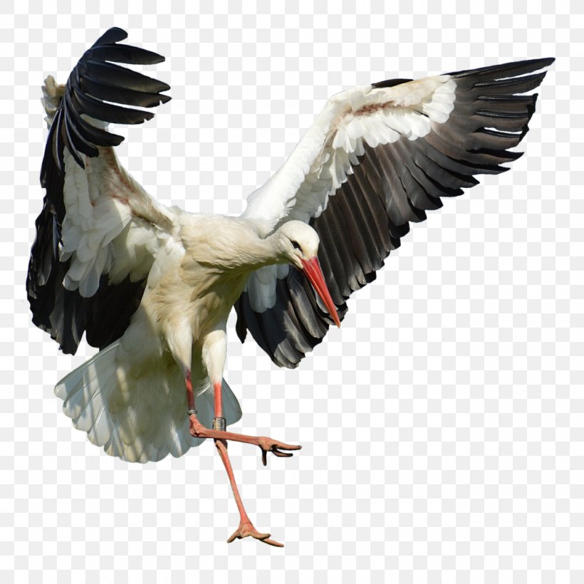 White Stork Bird Beak Flight Feather, PNG, 1280x1280px, White Stork, Ardea, Beak, Bird, Ciconia Download Free