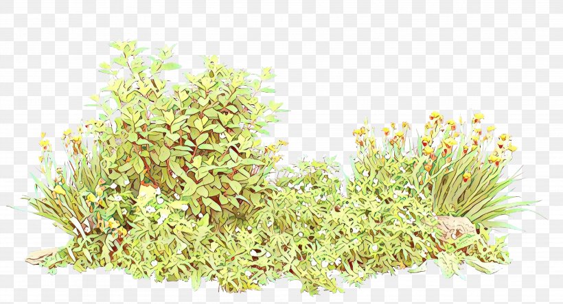 Aquarium Decor Plant Grass Alfalfa Sprouts Flower, PNG, 3764x2035px, Cartoon, Alfalfa, Alfalfa Sprouts, Aquarium Decor, Burclover Download Free