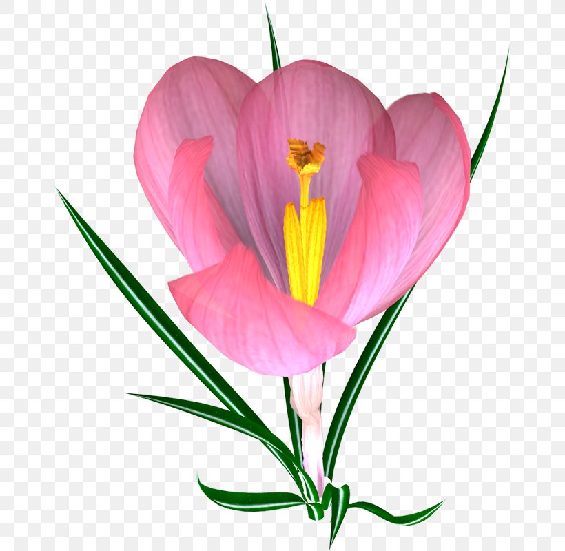 Crocus Flower Pulsatilla Patens, PNG, 663x800px, Crocus, Flower, Flowering Plant, Heart, Petal Download Free