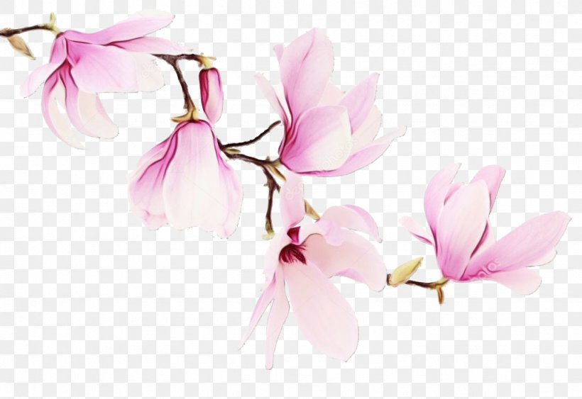 Family Tree Background, PNG, 1023x703px, Watercolor, Blossom, Branch, Cherry Blossom, Cyclamen Download Free