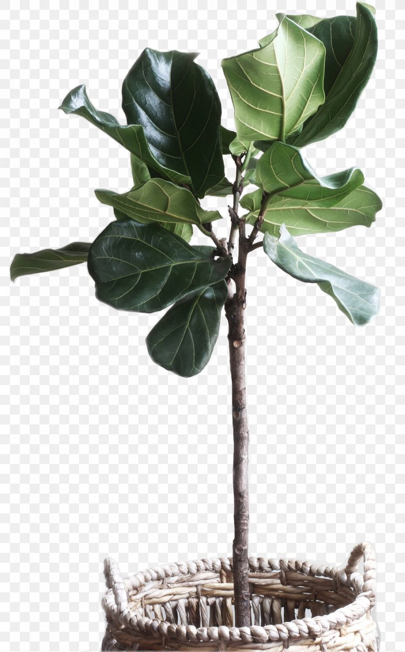 Fiddle-leaf Fig Common Fig Plants Weeping Fig Houseplant, PNG, 927x1494px, Fiddleleaf Fig, Beaucarnea, Branch, Chlorophytum Comosum, Common Fig Download Free