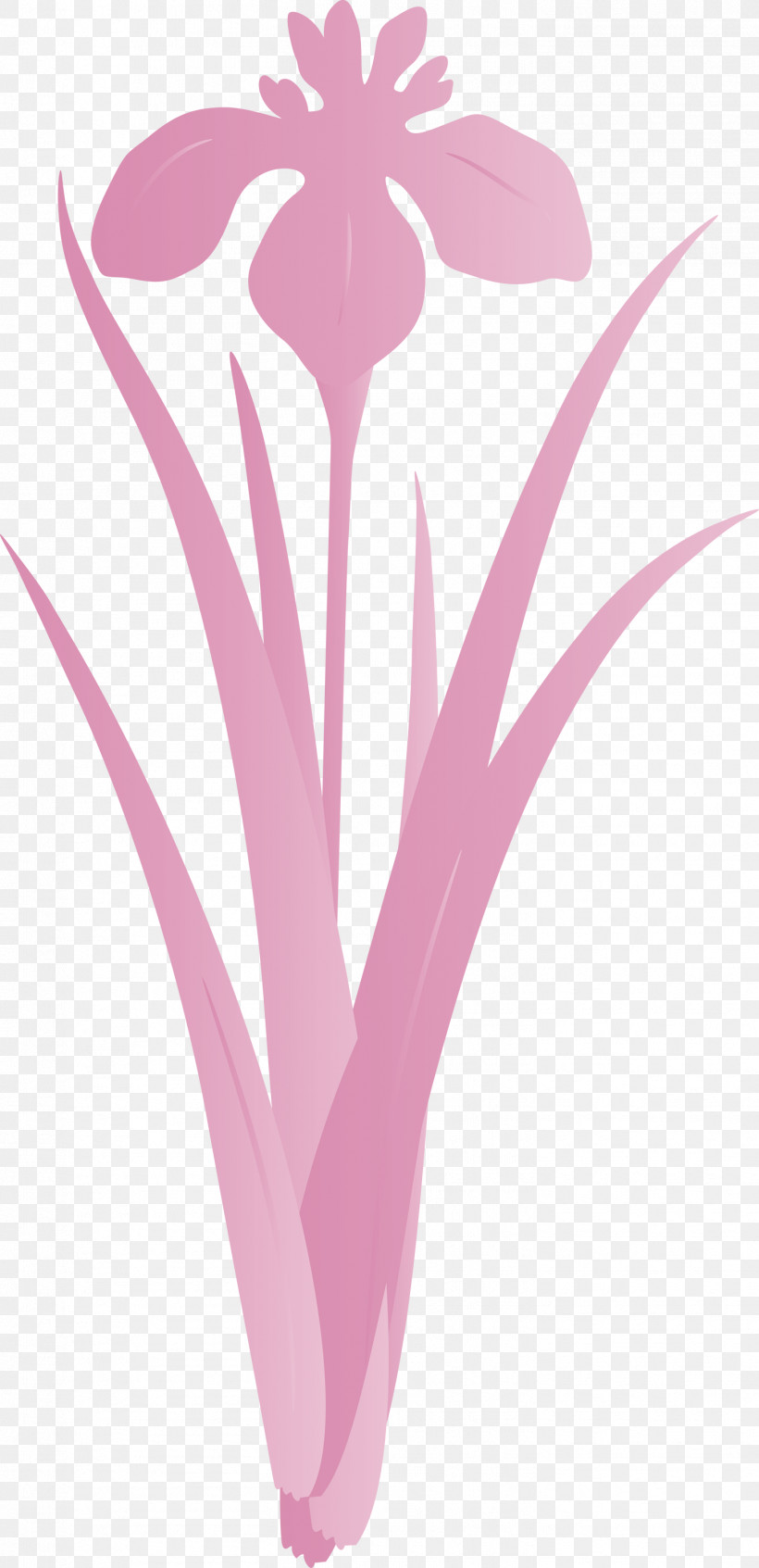 Iris Flower Spring Flower, PNG, 1453x3000px, Iris Flower, Flower, Pink, Plant, Spring Flower Download Free