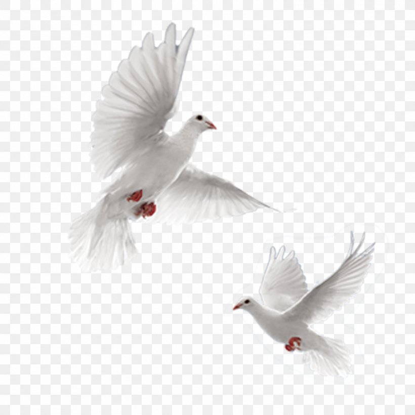 Rock Dove Columbidae 54 Cards Doves As Symbols, PNG, 1500x1500px, 54 Cards, Rock Dove, Android, Beak, Bird Download Free