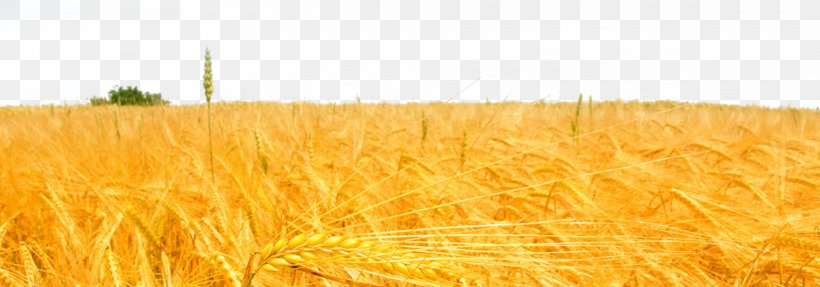 Wheat Rice Paddy Field, PNG, 1920x674px, Wheat, Cereal, Commodity, Crop, Field Download Free