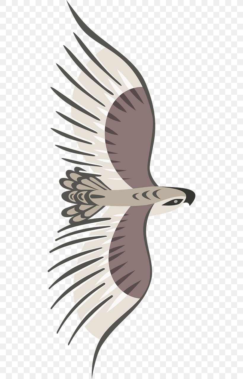 Bird Flight Bird Flight Wing, PNG, 640x1280px, Bird, Beak, Bird Flight, Bird Of Prey, Eagle Download Free