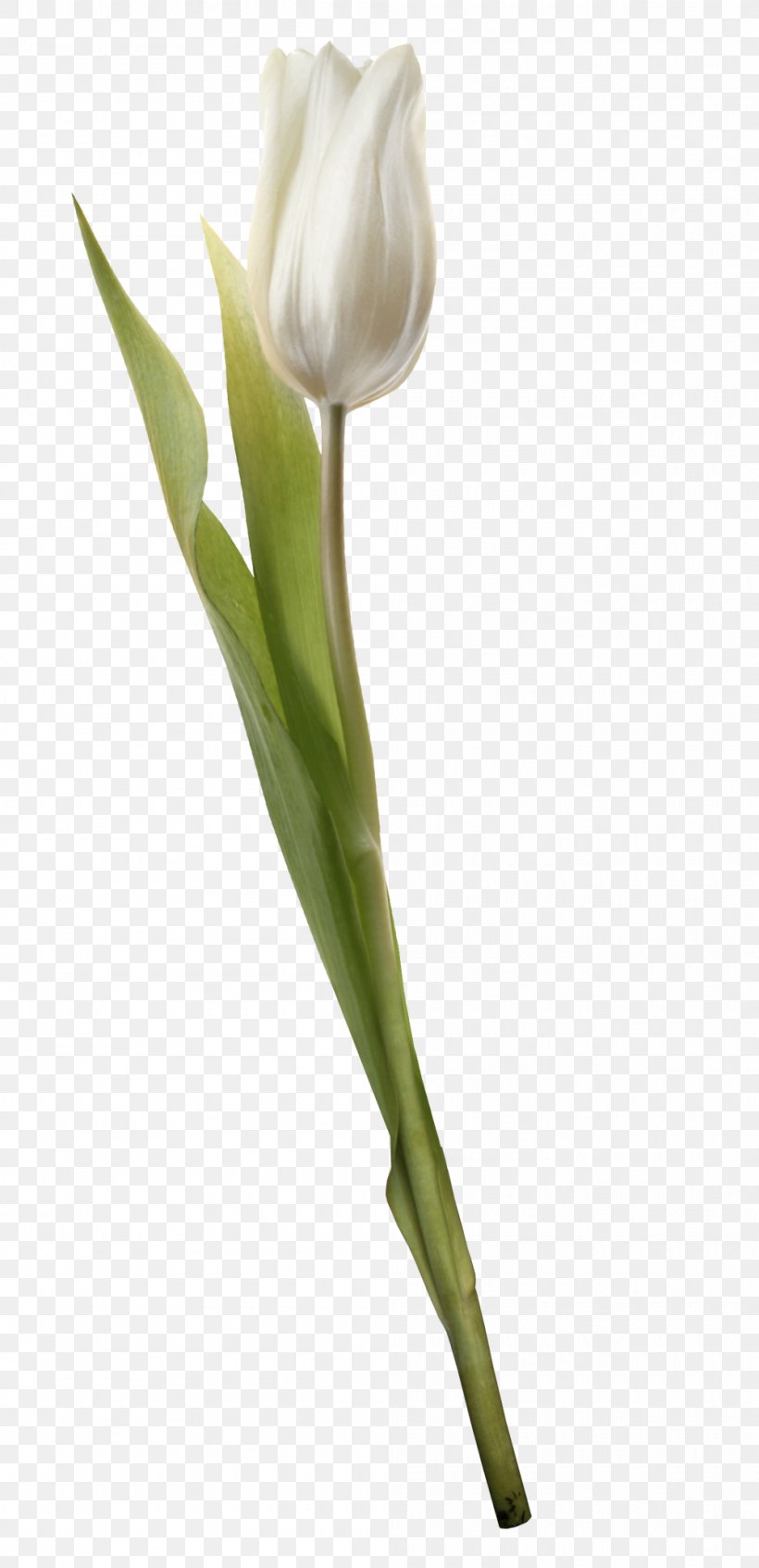 Cut Flowers Tulip Plant Liliaceae, PNG, 1000x2065px, Flower, Arum, Bud, Bulb, Crocus Download Free