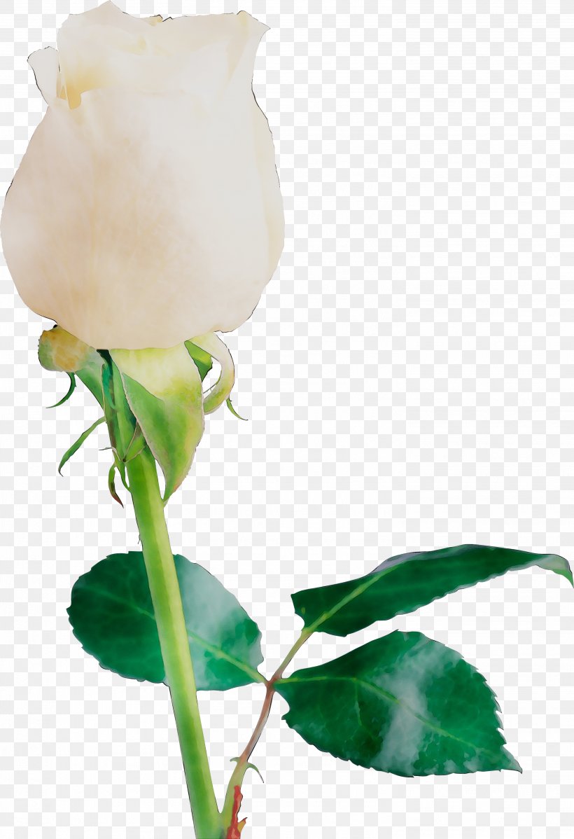 Garden Roses Bud Cut Flowers Plant Stem, PNG, 2932x4287px, Garden Roses, Arum Family, Botany, Bud, Cut Flowers Download Free