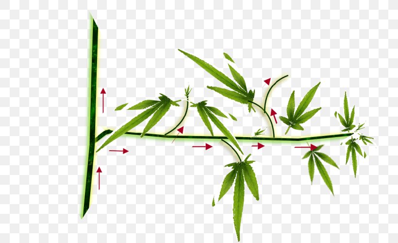 Hemp Cannabis Cultivation Sensi Seeds Autoflowering Cannabis, PNG, 741x500px, Hemp, Autoflowering Cannabis, Axillary Bud, Branch, Bud Download Free