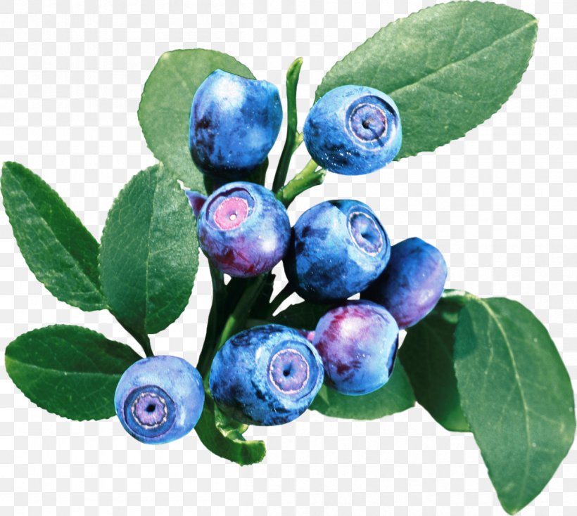 Bilberry European Blueberry, PNG, 1206x1080px, Bilberry, Berry, Blueberry, Blueberry Tea, Chokeberry Download Free