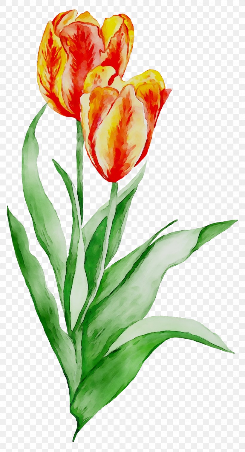 Floral Design Cut Flowers Tulip Plant Stem, PNG, 1167x2151px, Floral Design, Anthurium, Botany, Bud, Canna Download Free