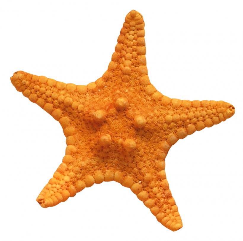 Loutsa Sponge Starfish Sea Beach, PNG, 1000x989px, Loutsa, Apartment, Beach, Coast, Echinoderm Download Free
