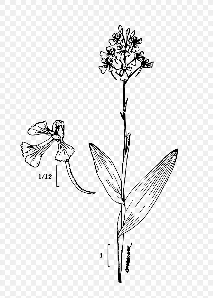 Platanthera Peramoena Plant, PNG, 1875x2625px, Platanthera Peramoena, Artwork, Black And White, Branch, Butterfly Download Free