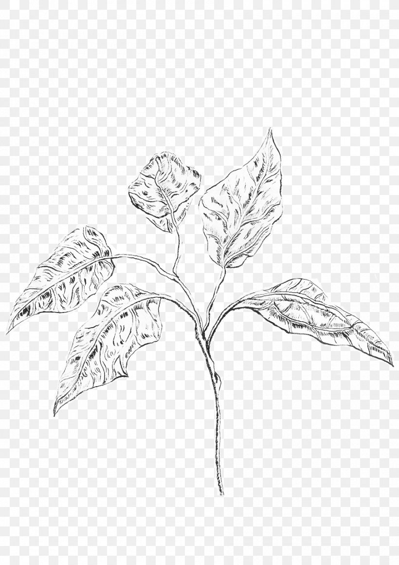 Sketch Twig Leaf Plant Stem Line Art, PNG, 900x1273px, Twig, Artwork, Black And White, Branch, Drawing Download Free