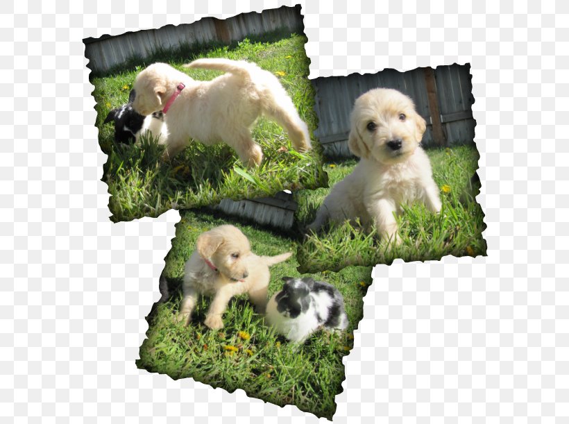 Golden Retriever Goldendoodle Puppy Dog Breed Companion Dog, PNG, 599x611px, Golden Retriever, Breed, Carnivoran, Companion Dog, Dog Download Free