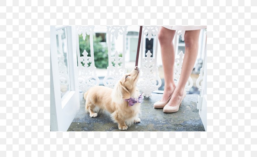 Golden Retriever Puppy Dog Breed Leash Companion Dog, PNG, 500x500px, Golden Retriever, Breed, Carnivoran, Collar, Companion Dog Download Free