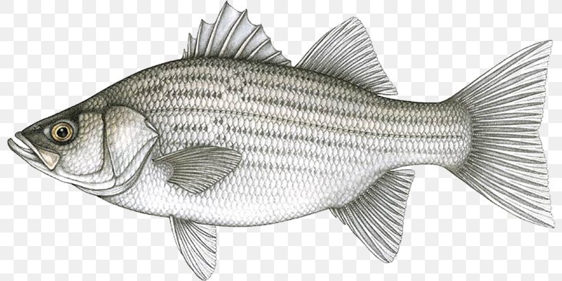 Hybrid Striped Bass White Bass Fishing Bluegill, PNG, 800x411px, Hybrid Striped Bass, Angling, Barramundi, Bass, Bass Fishing Download Free
