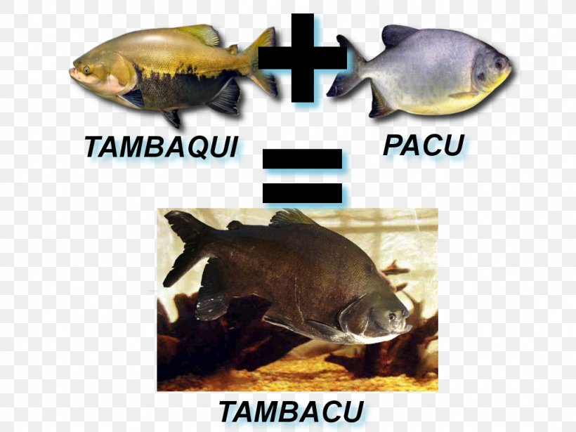 Pacu Tambacu Tambaqui Fishing, PNG, 1024x768px, Watercolor, Cartoon, Flower, Frame, Heart Download Free