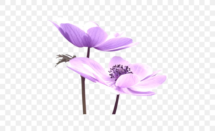 Purple Flower Nelumbo Nucifera, PNG, 505x500px, Purple, Color, Designer, Floral Design, Flower Download Free