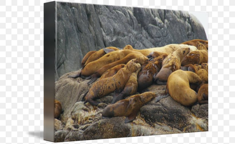 Sea Lion Fauna Wildlife Snout, PNG, 650x504px, Sea Lion, Fauna, Lion, Mammal, Marine Mammal Download Free