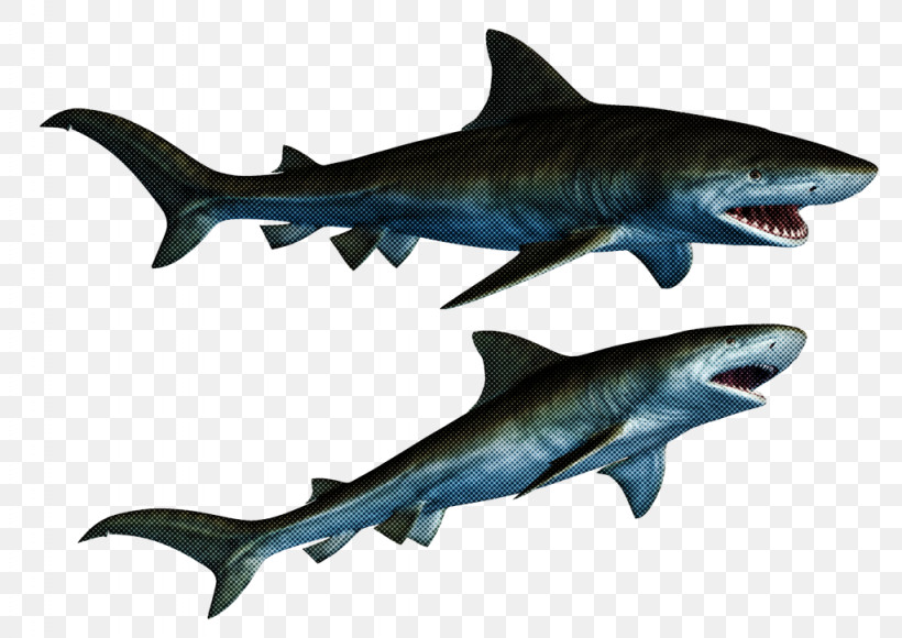Tiger Shark Squaliform Sharks Great White Shark Mackerel Sharks Fin, PNG, 1024x725px, Tiger Shark, Biology, Fin, Fish, Great White Shark Download Free