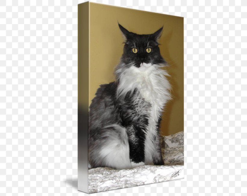 Whiskers Norwegian Forest Cat Maine Coon Domestic Short-haired Cat Domestic Long-haired Cat, PNG, 412x650px, Whiskers, Cat, Cat Like Mammal, Domestic Long Haired Cat, Domestic Longhaired Cat Download Free