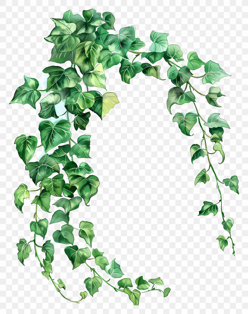 Climbing Plant - Trailing Green Ivy Vines With Fresh Leaves PNG